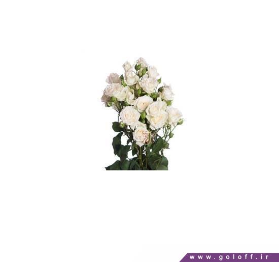 دسته گل عروس رز سفید - دسته گل رز مینیاتوری جینین - Roses | گل آف